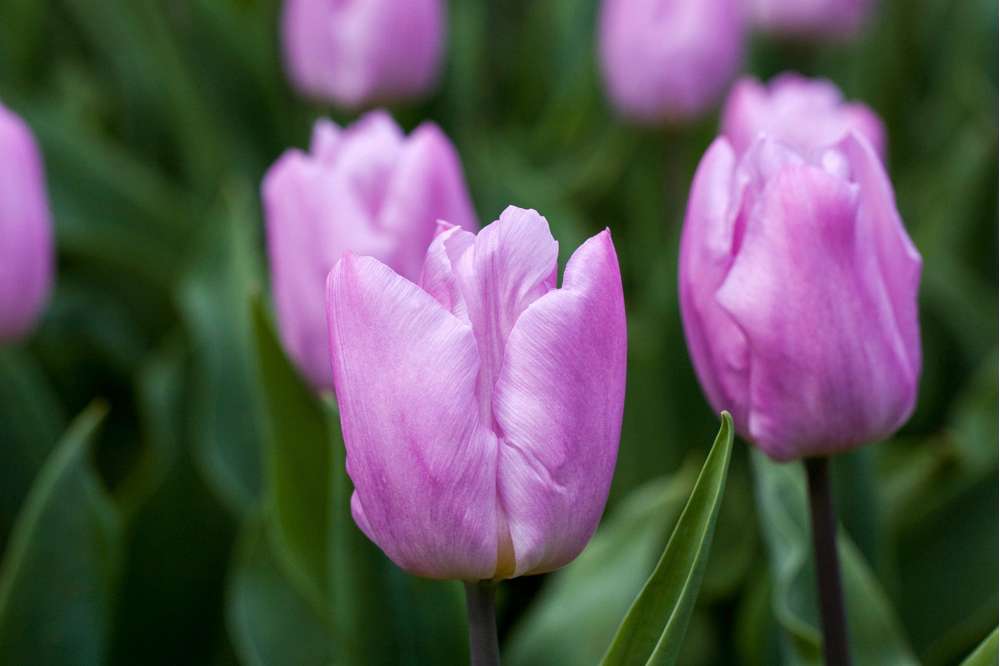 Tulipan 'Candy Prince'